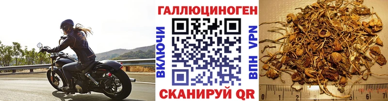 Купить закладки  Каменногорск  Галлюциногенные грибы Cubensis 